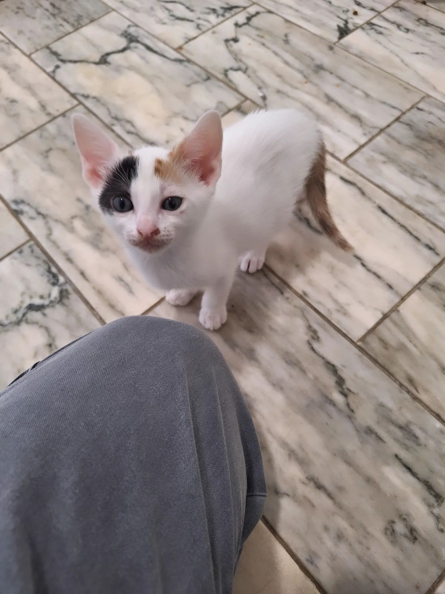 Millinha, para adoção