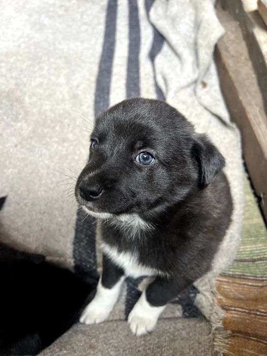 Щенята лайки 1 місяць