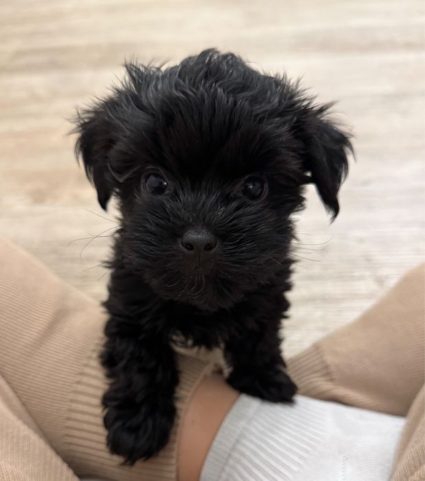 Czarny piesek Yorkshire Terrier