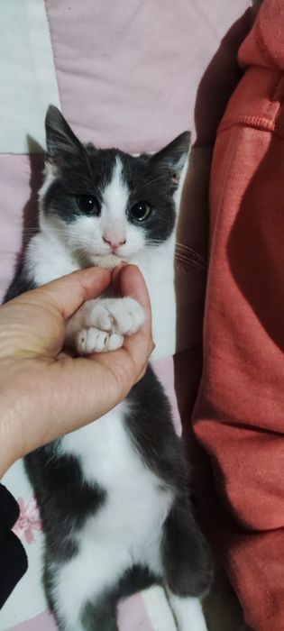 Котенок подросток