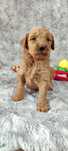 Goldendoodle F1b red standard samiec