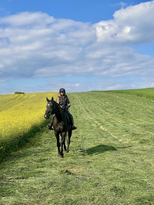Koń wałach klasa N - piękny