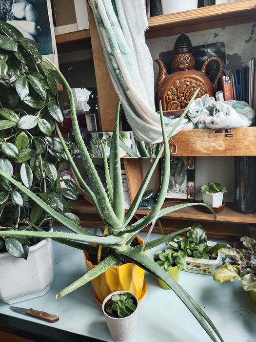 Распродажа  Столетники  и агава