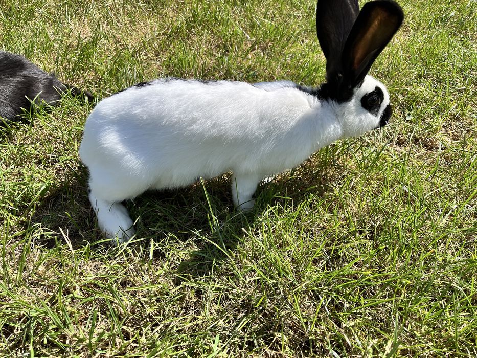 Młode króliki srokacze niemieckie