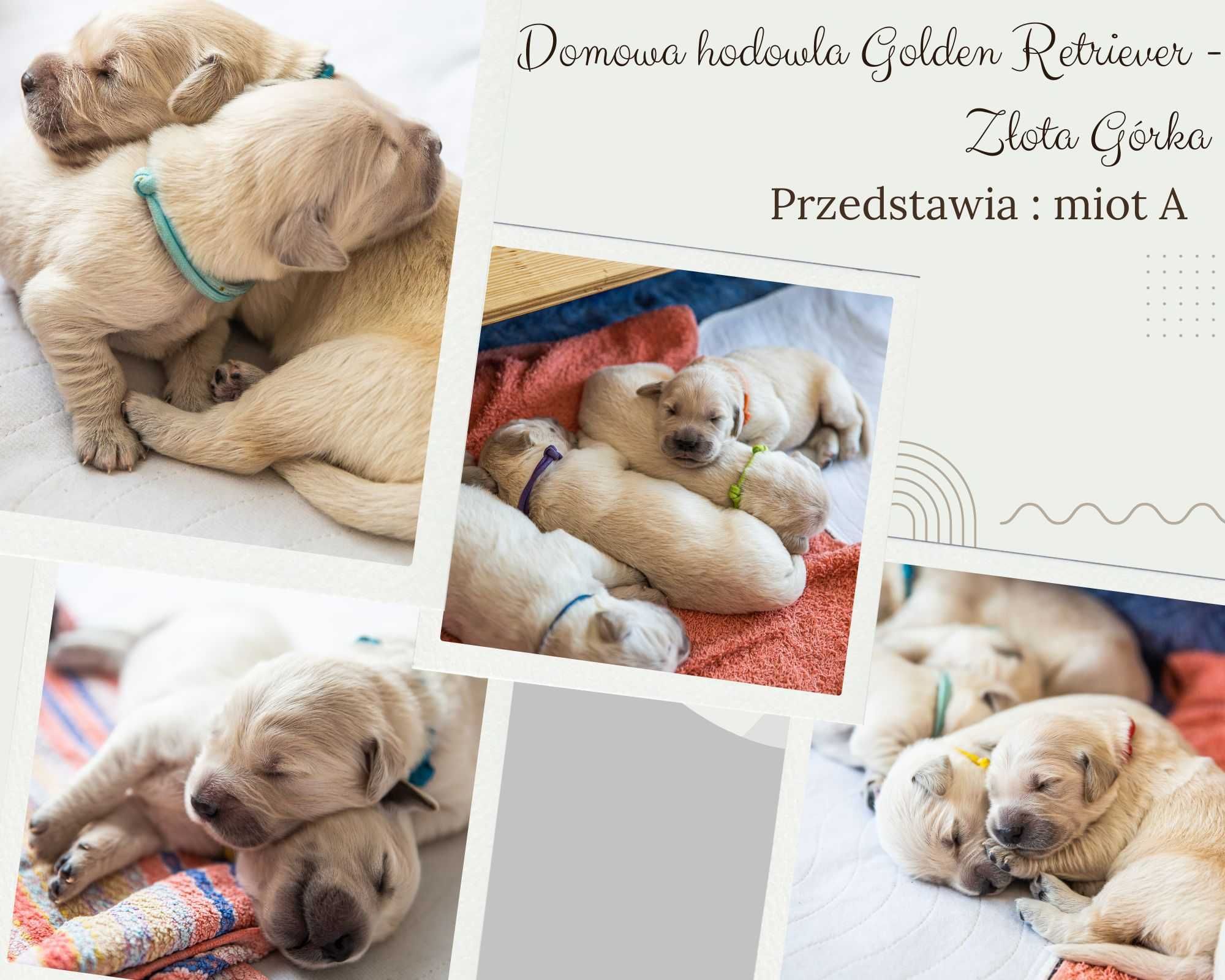 Golden retriever, biszkoptowy piesek z domowej hodowli.