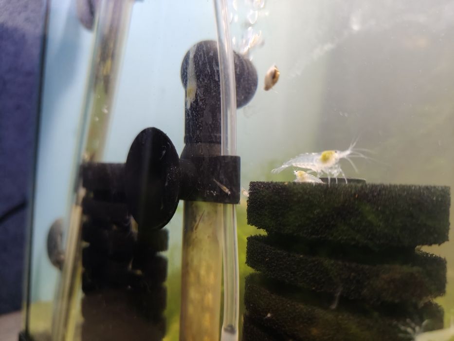 Mix 27 krewetek Neocaridina, 9 gatunków