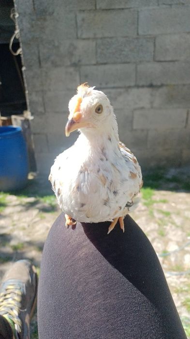 Garnizos para Criação