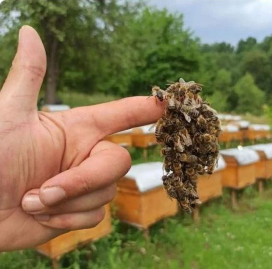 Ульи с пчелами, бджолосім'ї, пчелосемьи, бджоли, пчелы, вулики,