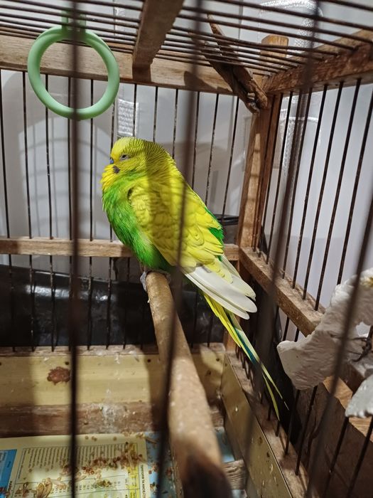 Клетка для птичек