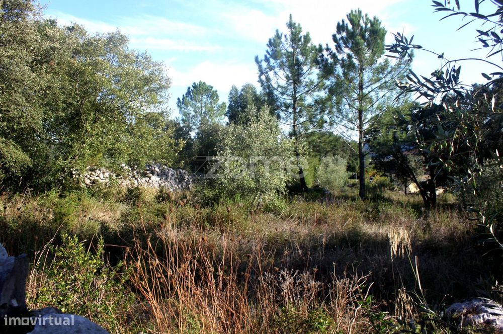 Terrenos Murados ( Cerrados ) em Mira de Aire