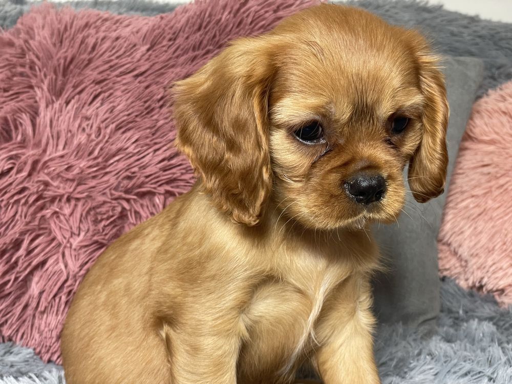Cavalier King Charles Spaniel