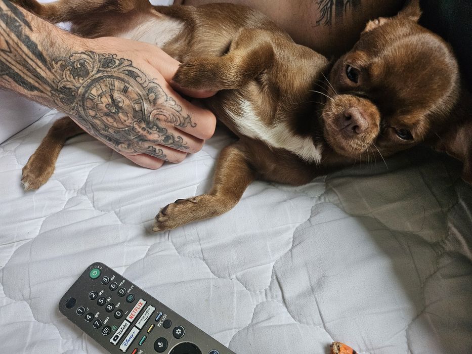 Zapowiedź miotu Chihuahua