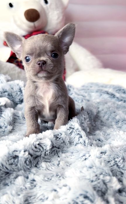 Эксклюзивная экстра-мини девочка чихуахуа лилового окраса