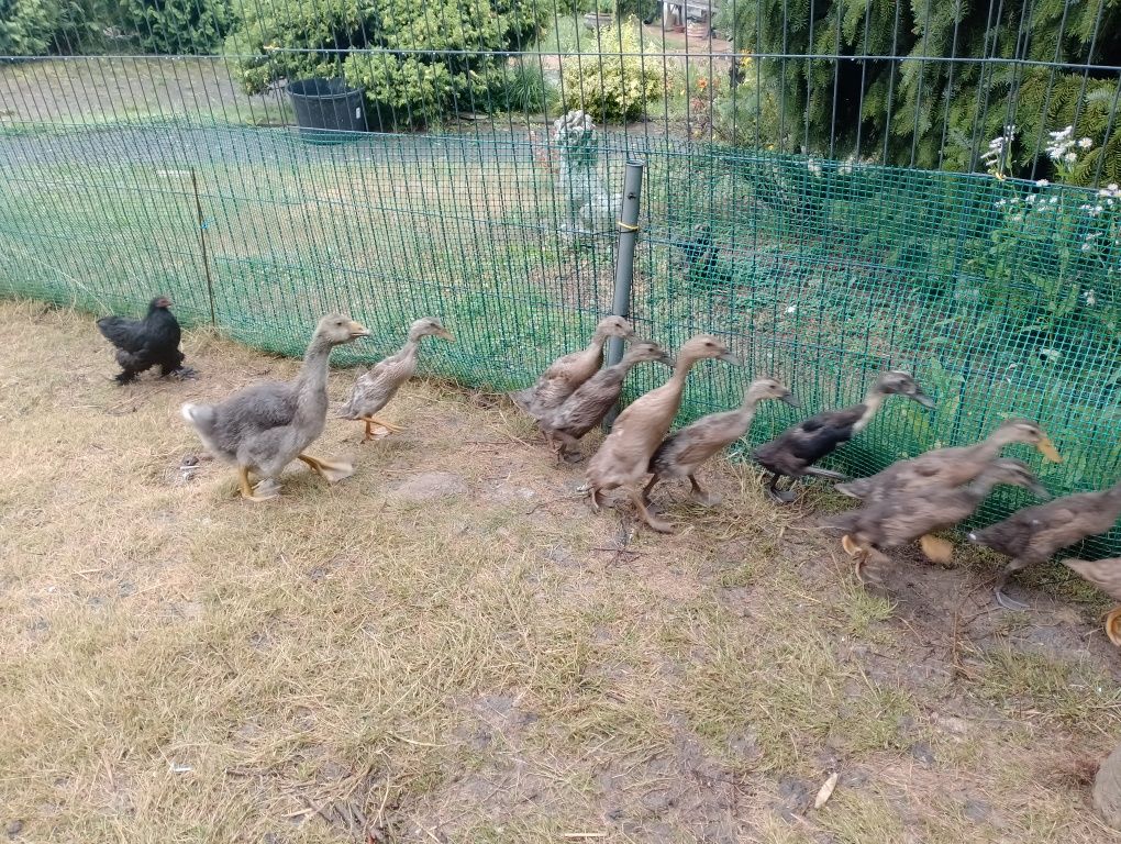 Kaczki biegusy .
