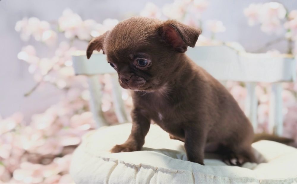 ***GOTOWY DO ODBIORU Czekoladowy maluszek chihuahua***