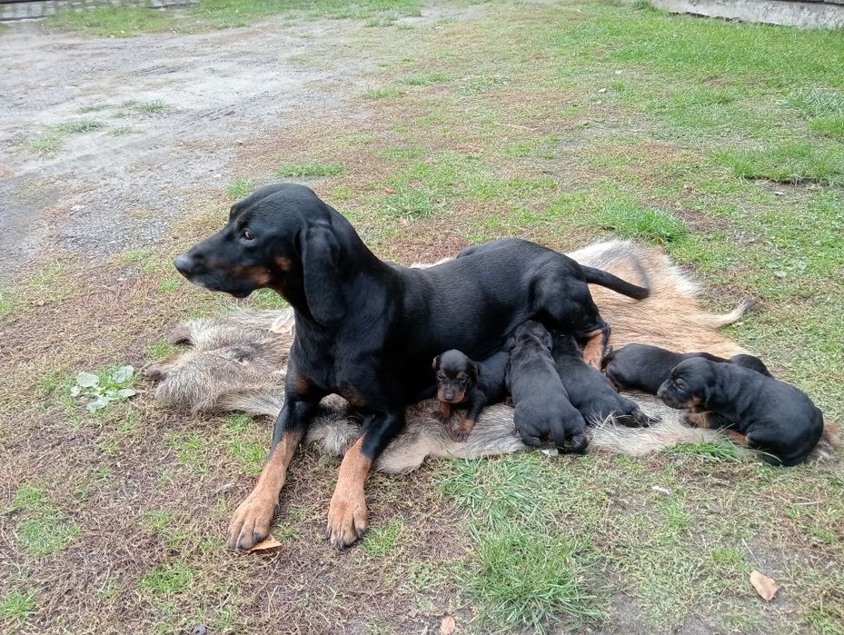 Piesek Gończy Polski
