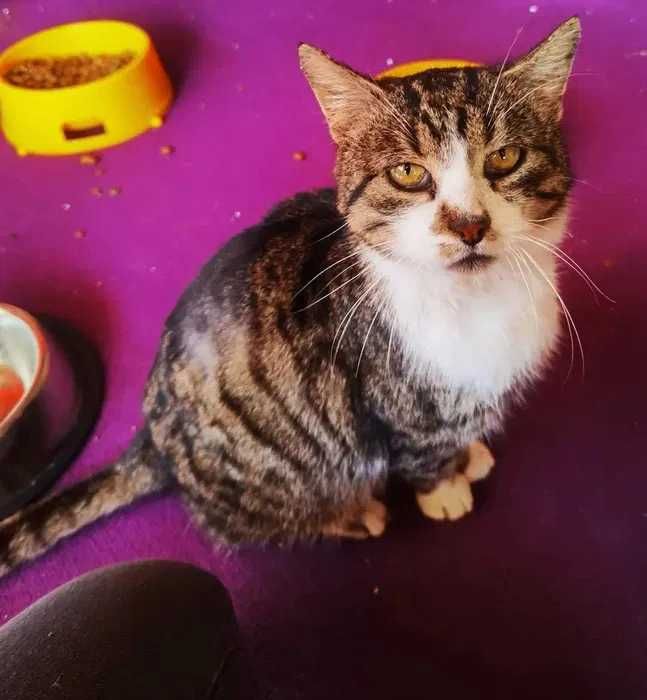 Mądry kocur Teoś czeka na swojego człowieka