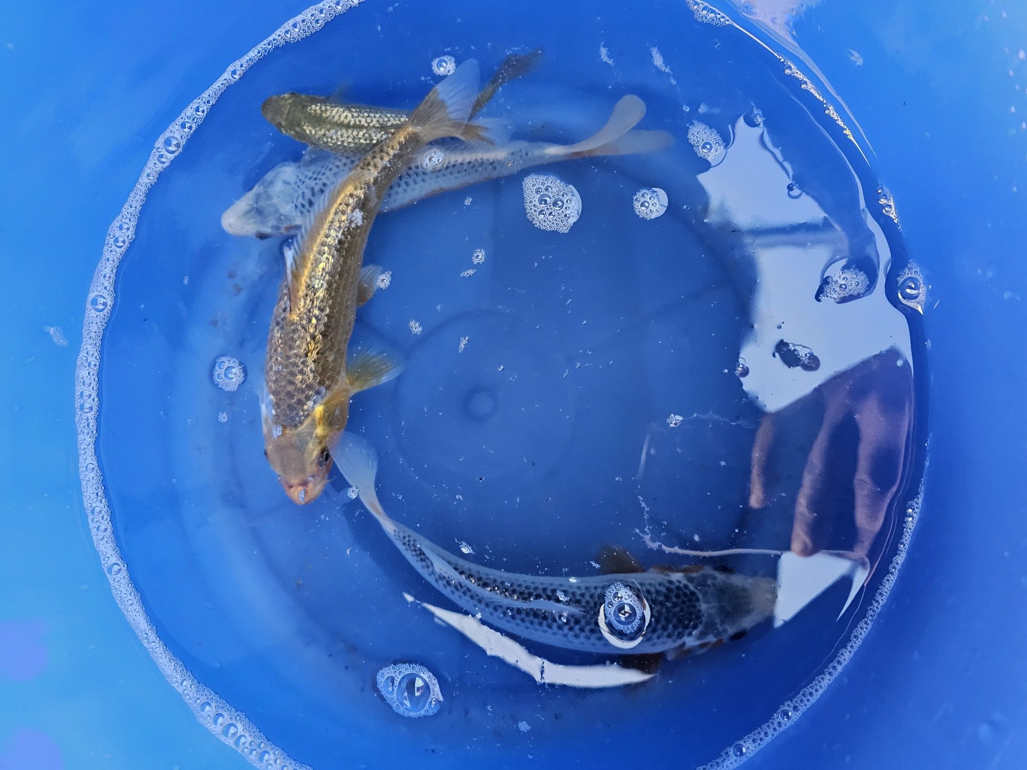 Japoński Karp koi 15 - 25cm