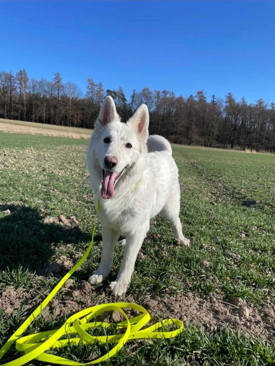 Smycz linka lonża wodoodporna miękka dla psa Shelbypets 15M 1.6CM