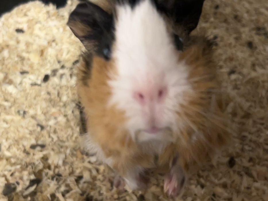 Морська свинка дівчинка