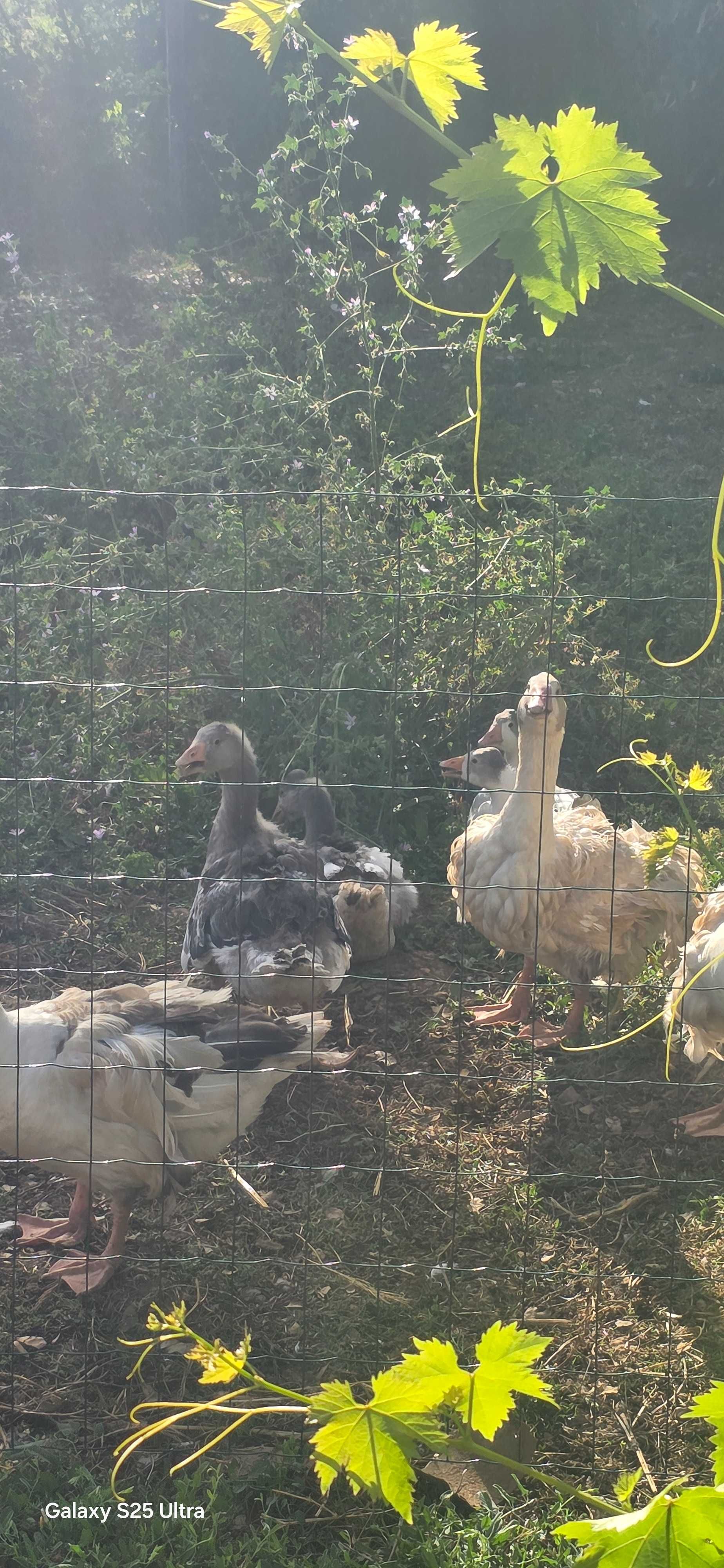 Vendo patos gansos