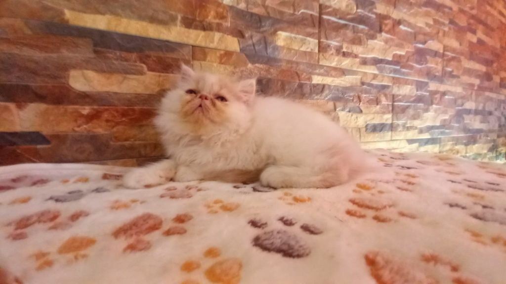 Gatinha persa lindíssima