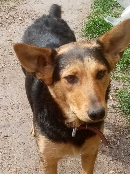 Mądra, łagodna, kochająca Mrówcia