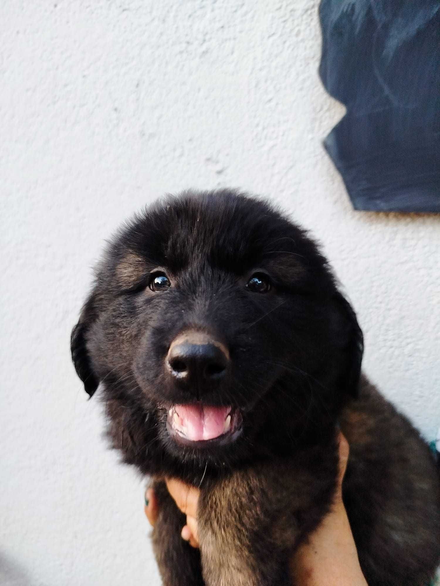 Cachorro Serra da Estrela