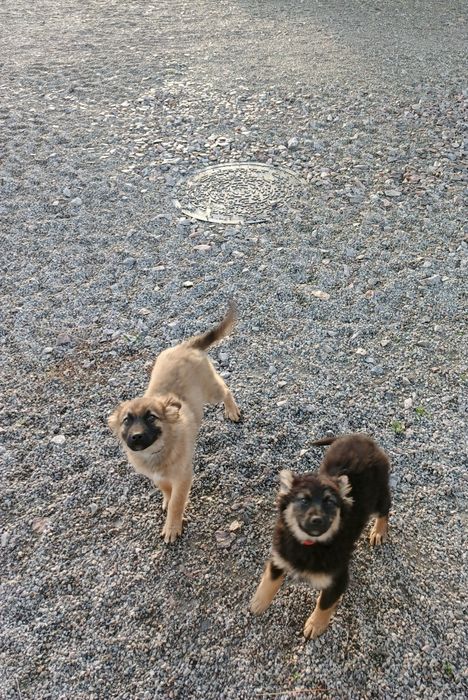 Охоронці в добрі руки