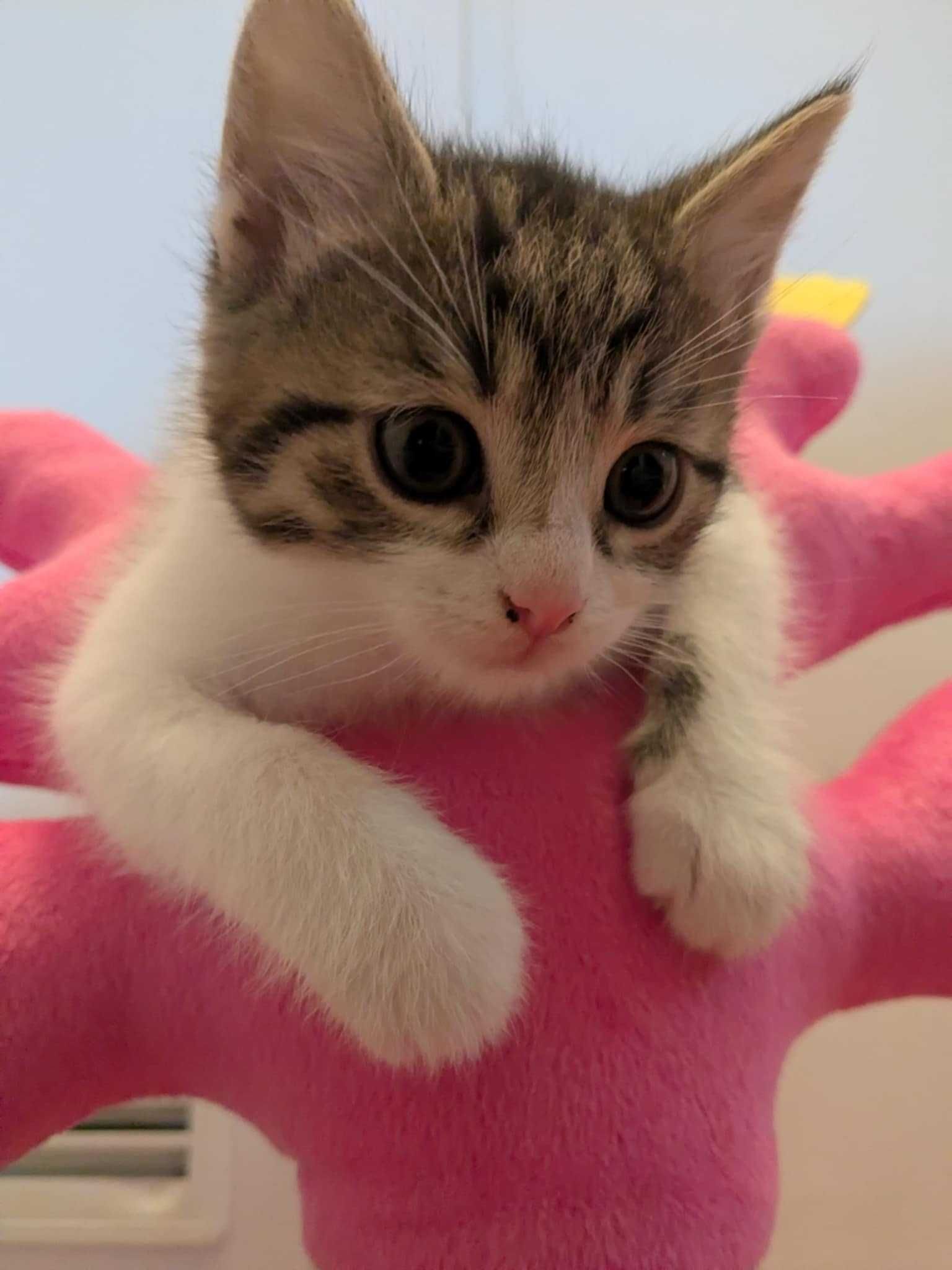 Adopcja kocie serduszko