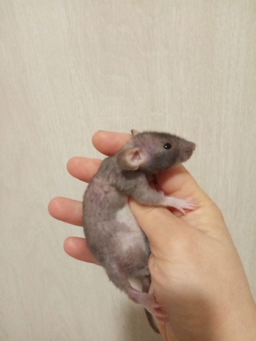 сфинкс крыска лысая крыса ручной теплый крысенок в Харькове купить