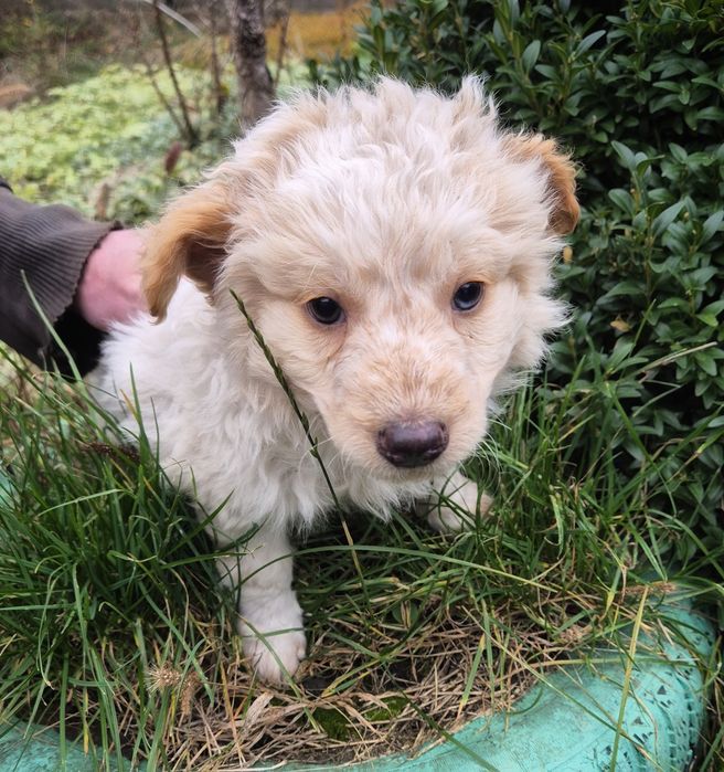 Неймовірної краси цуцики з безкоштовною доставкою!