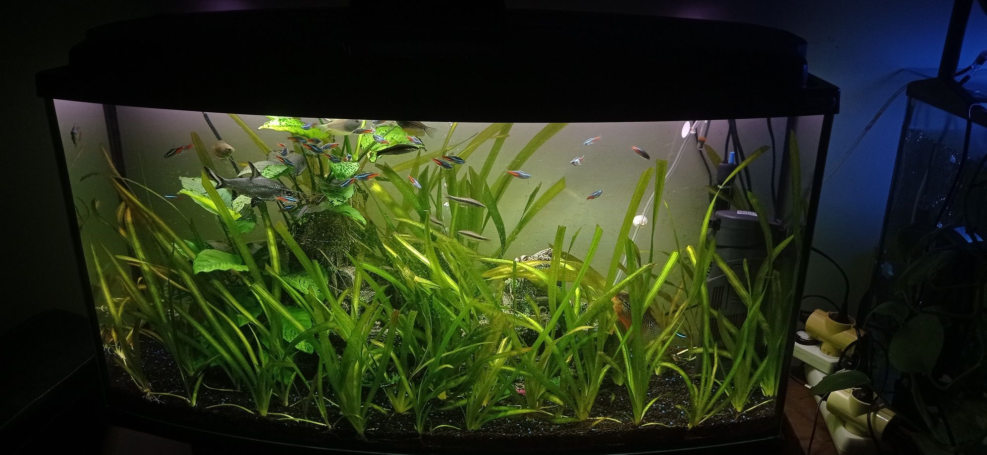 Aquário 180L panorâmico