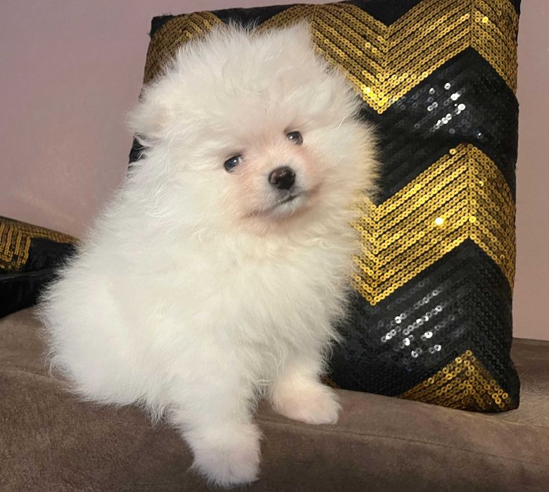 Pomeranian – kremowy przystojniak