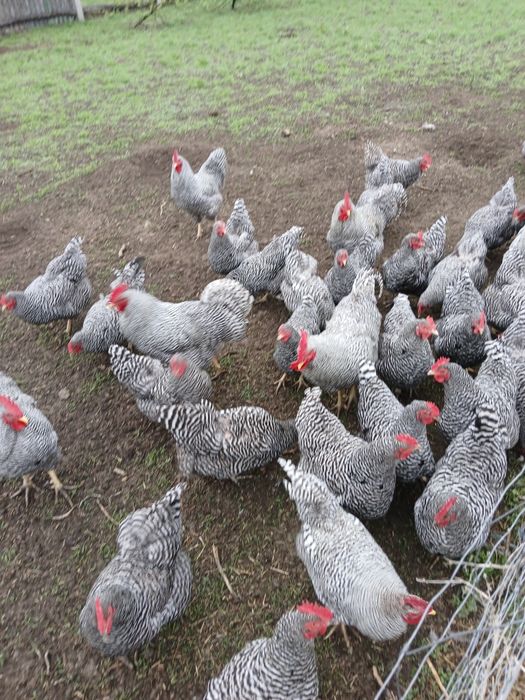 Амрокс інкубаційне яйце курей.