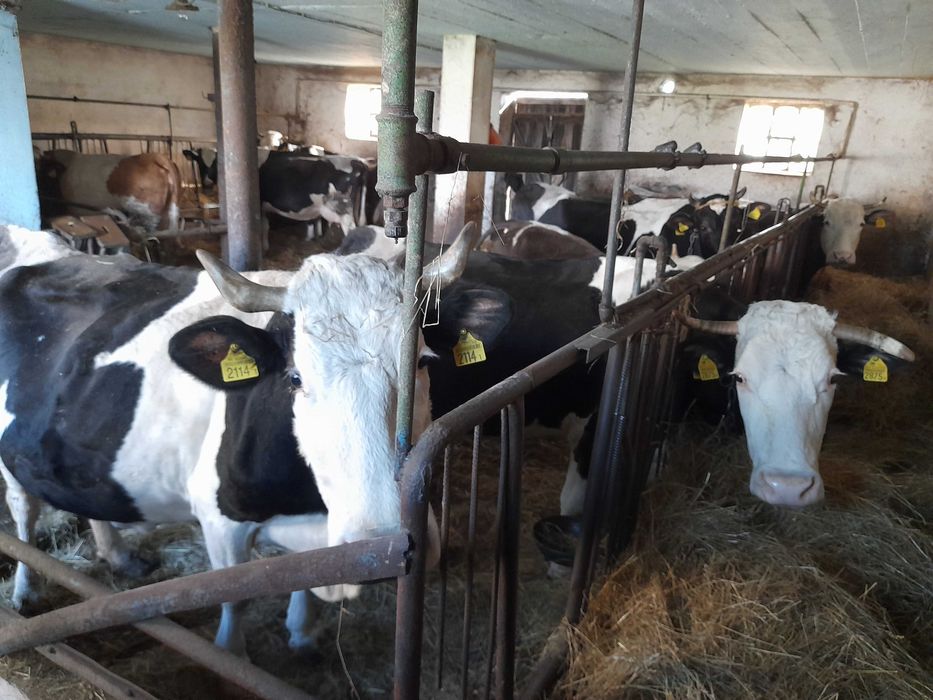 Bydło mleczne krowy - likwidacja stada