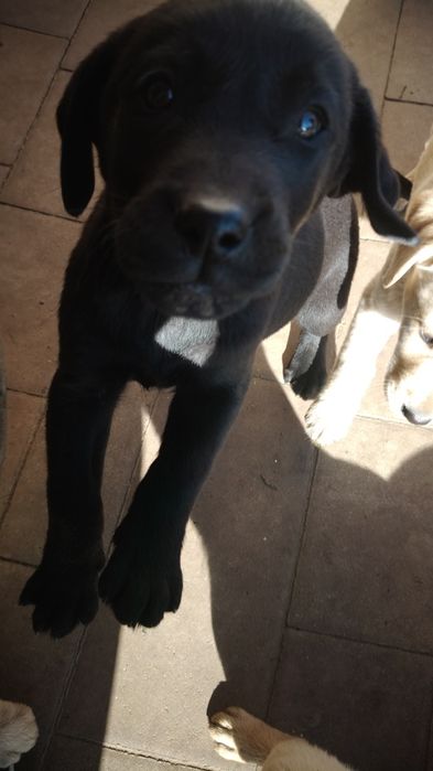 Małe labladory szukają nowego domu