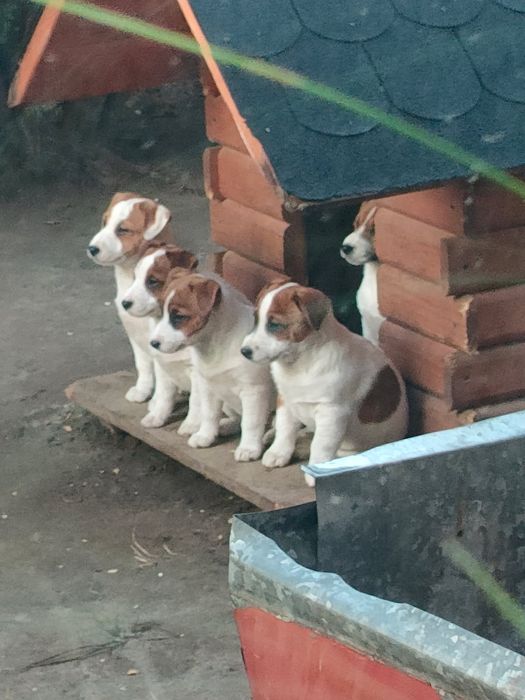Piesek Jack Russell Terrier