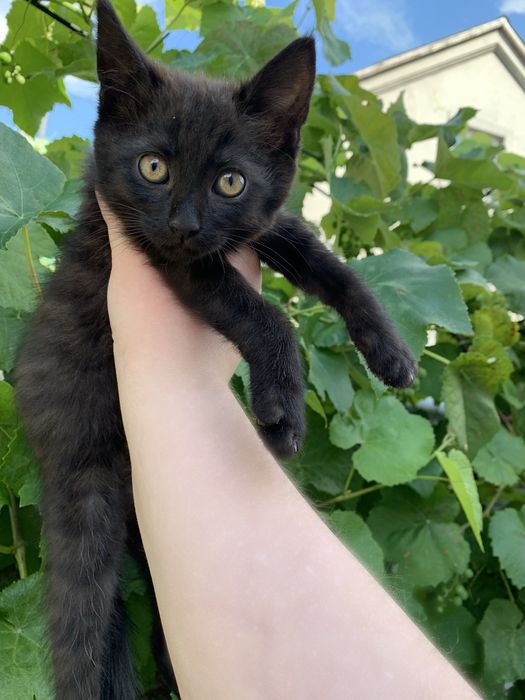 Кошенята в добрі руки