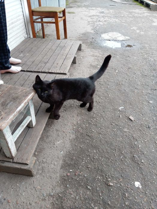 Котик чорний метис мейн - кун , ЧОРІ 1.5 року