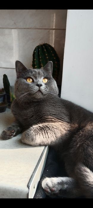 Кот на вязку. прямоухий