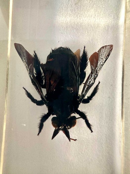 coleção bichos national geographic fasciculos animais vida selvagem