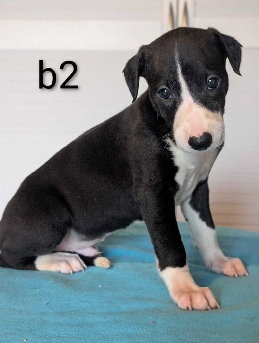 Whippet piesek ZKwP