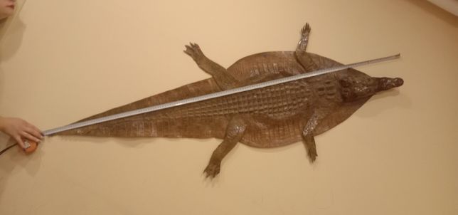Шкура западноафриканского крокодила