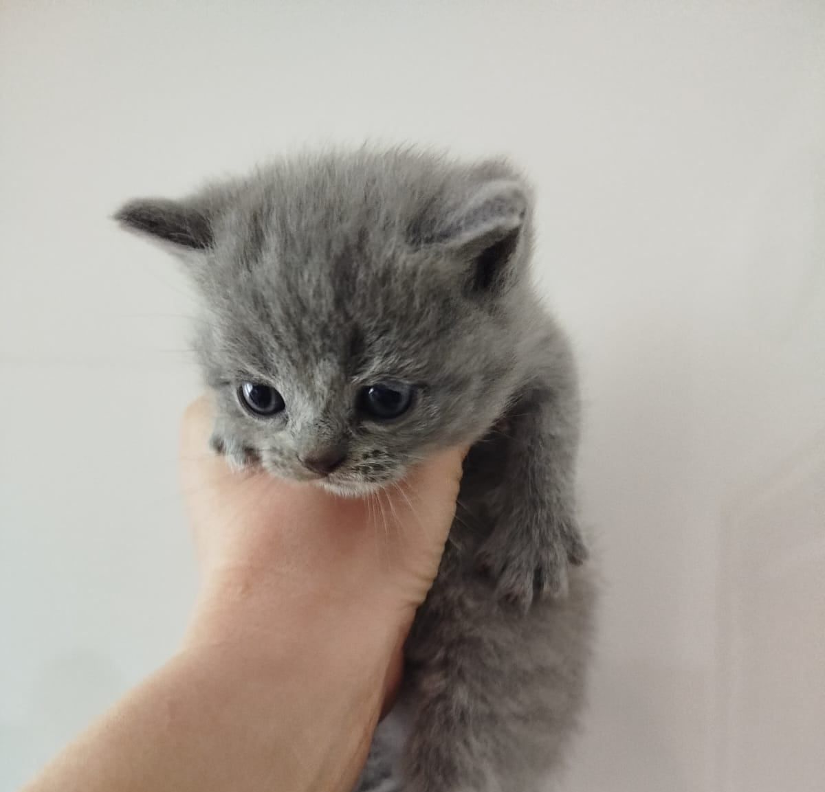 Kocię Brytyjskie lilowe