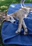 Piesek Whippet ZKwP / FCI
