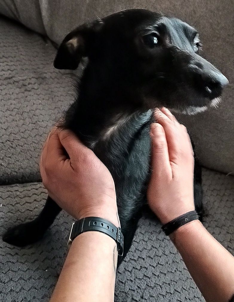 Chudy do adopcji