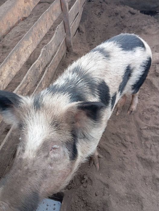 Поросята,свині дюрок мангалица