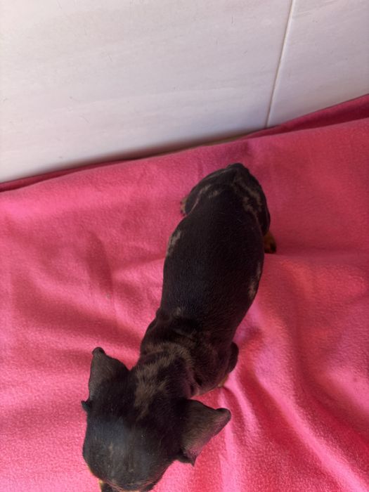 Teckel femea miniatura