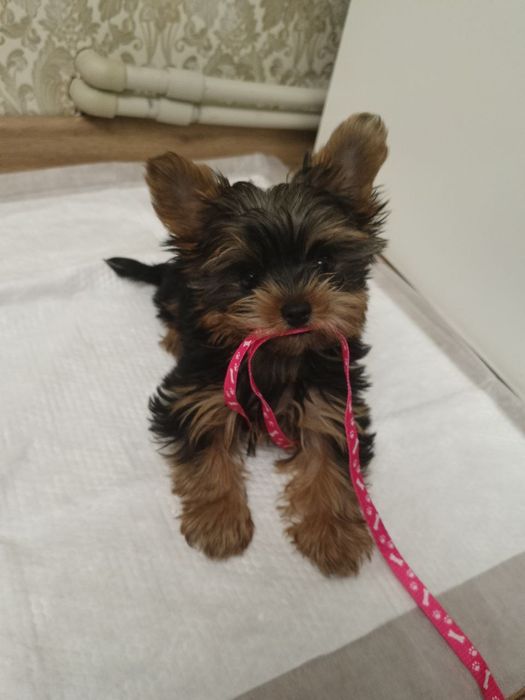 Цуценята Міні Йорки